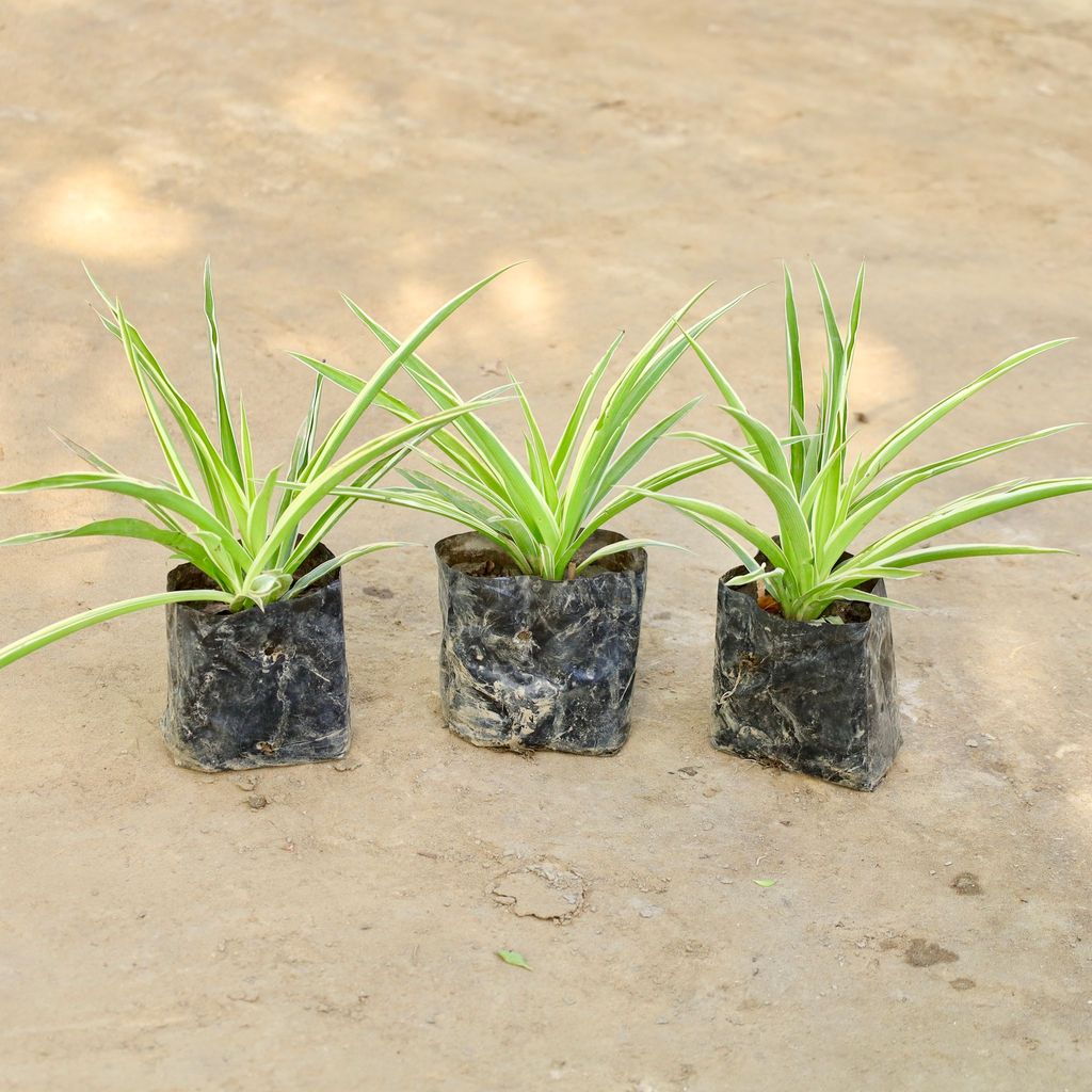 Set of 3 - Spider Plant in 4 Inch Nursery bag