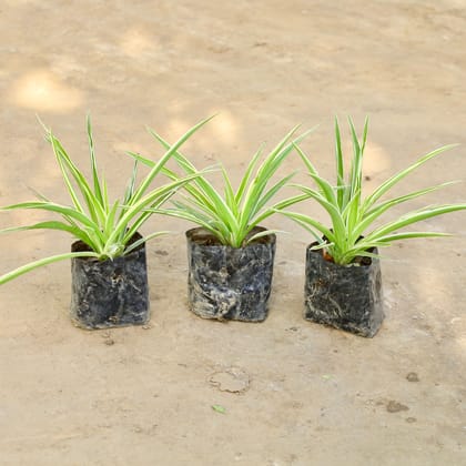 Buy Set of 3 - Spider Plant in 4 Inch Nursery bag Online | Urvann.com
