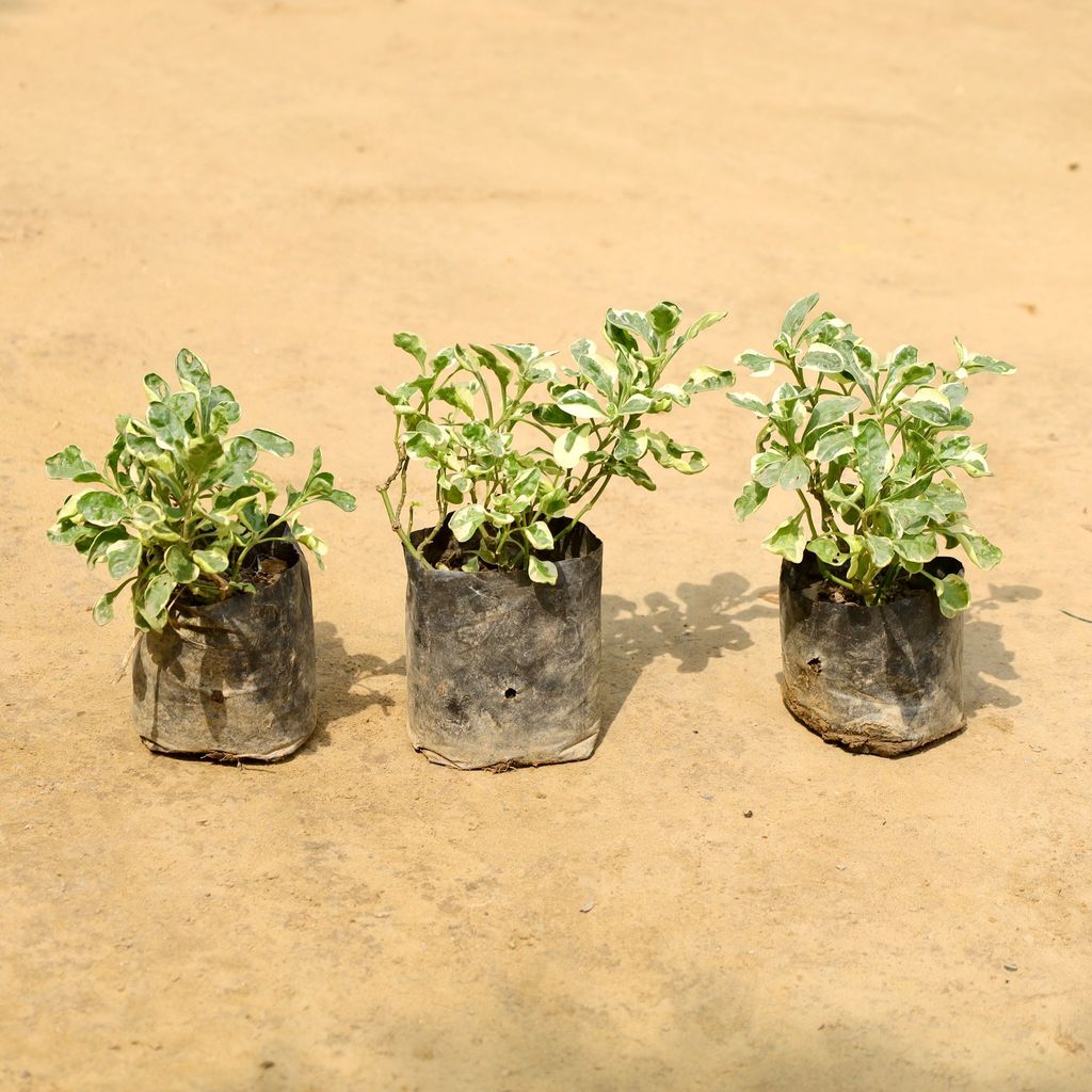 Set of 3 - Alternanthera Variegated in 4 Inch Nursery Bag