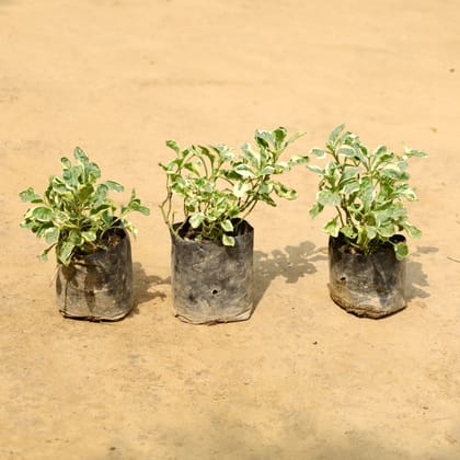 Buy Set of 3 - Alternanthera Variegated in 4 Inch Nursery Bag Online | Urvann.com