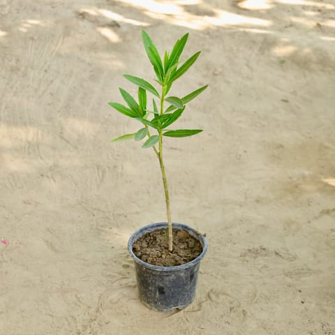 Kaner / Oleander in 6 Inch Nursery Pot