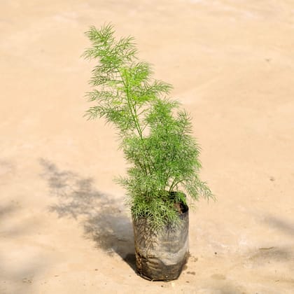 Buy Shatavari / Asparagus Racemosus in 4 Inch Nursery Bag Online | Urvann.com