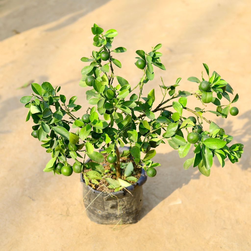 Buy China Orange in 8 Inch Nursery Bag Online | Urvann.com China Orange in 8 Inch Nursery Bag