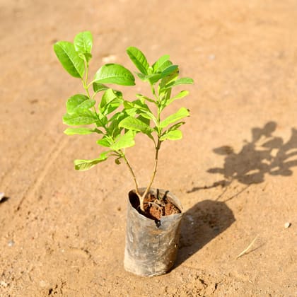 Buy Allamanda Yellow Creeper in 4 Inch Nursery Bag Online | Urvann.com