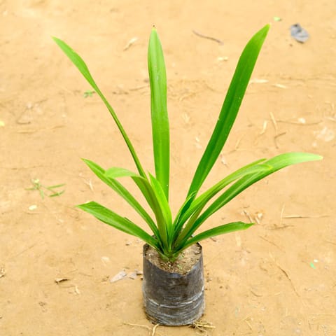 Spider lily (~ 2.5 Ft) in 8 Inch Nursery Bag