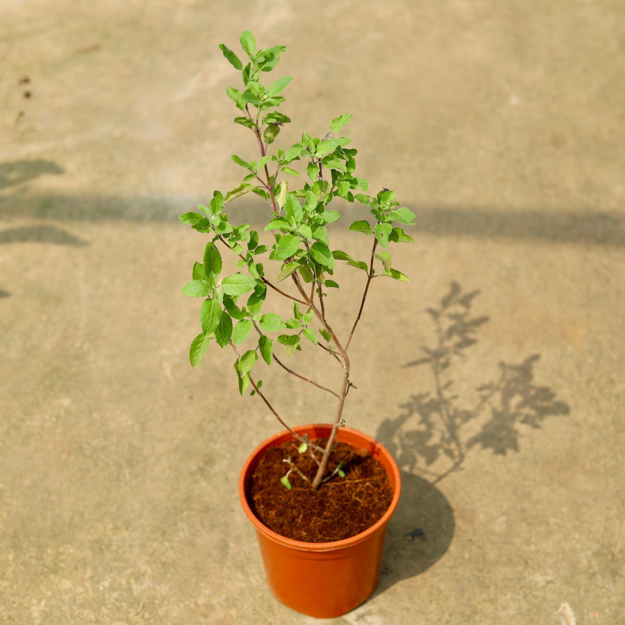 Rama Tulsi in 6 Inch Red Nursery Pot