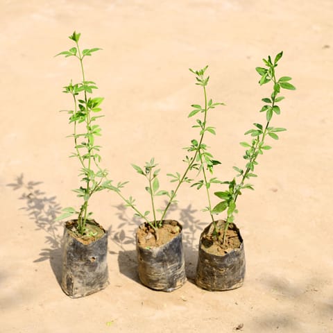 Set of 3 - Chameli (Any Colour) in 4 Inch Nursery Bag