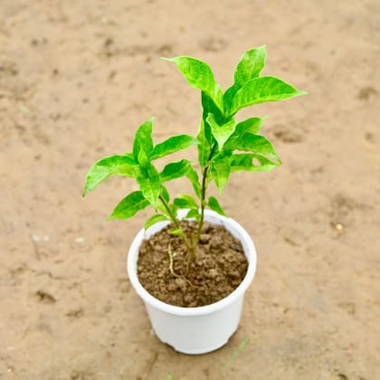 Buy Chandni Double (Any Colour) in 6 Inch Nursery Pot Online | Urvann.com