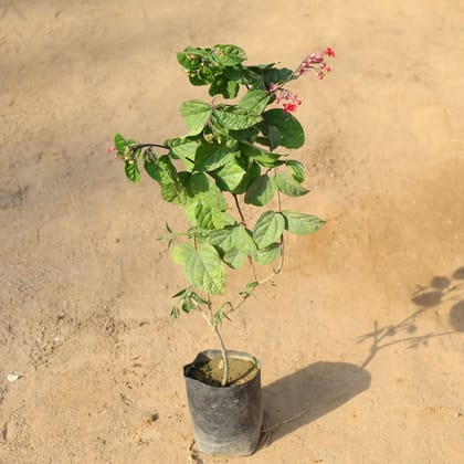Buy Bleeding Heart Red / Pink in 5 Inch Nursery Bag Online | Urvann.com