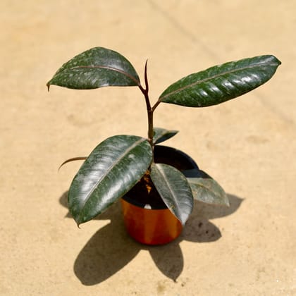 Buy Rubber Green in 4 Inch Nursery Pot Online | Urvann.com