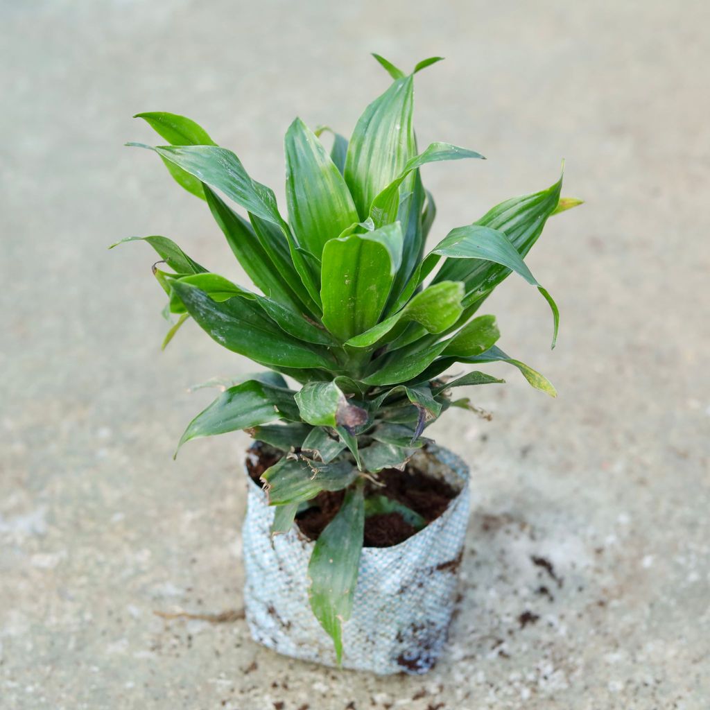 Buy Dracaena Compacta In 5 Inch Nursery bag Online | Urvann.com Dracaena Compacta in 5 Inch Nursery bag