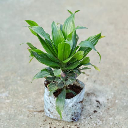 Buy Dracaena Compacta In 5 Inch Nursery bag Online | Urvann.com