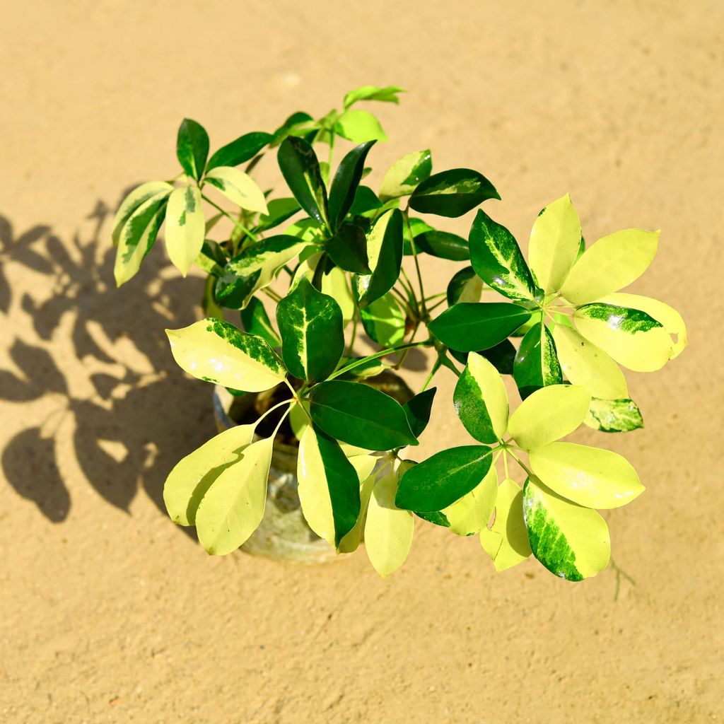 Buy Schefflera Brassia Variegated in 4 Inch Nursery Bag Online | Urvann.com Schefflera Brassia Variegated in 4 Inch Nursery Bag