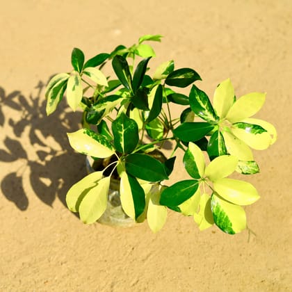 Buy Schefflera Brassia Variegated in 4 Inch Nursery Bag Online | Urvann.com