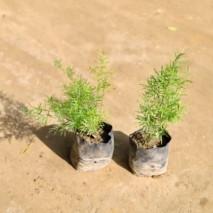 Buy Set of 2 - Asparagus Mary in 4 Inch Nursery bag Online | Urvann.com