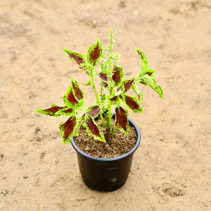 Buy Coleus in 6 Inch Nursery Pot Online | Urvann.com