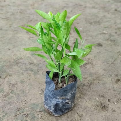 Buy Set of 2 - Pedilanthus Green in 4 inch Nursery Bag Online | Urvann.com