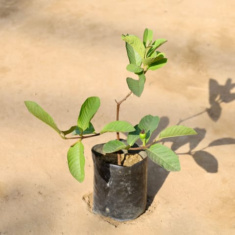 Amrood / Guava in 5 Inch Nursery bag