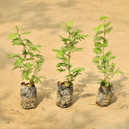 Buy Set of 3 - Shami Plant in 4 Inch Nursery Bag Online | Urvann.com