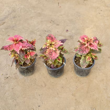 Buy Set of 3 - Coleus Pink in 4 Inch Nursery Pot | Urvann.com