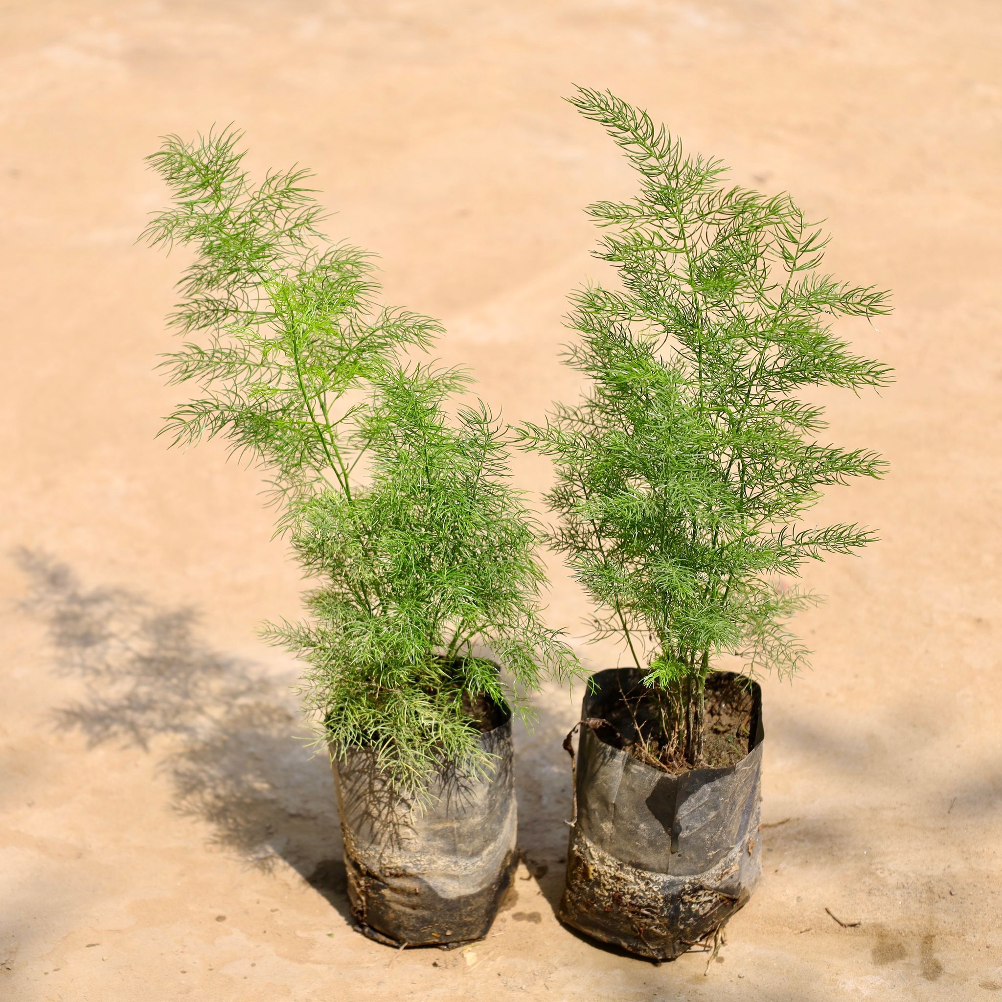 Set of 2 - Shatavari / Asparagus Racemosus in 4 Inch Nursery Bag