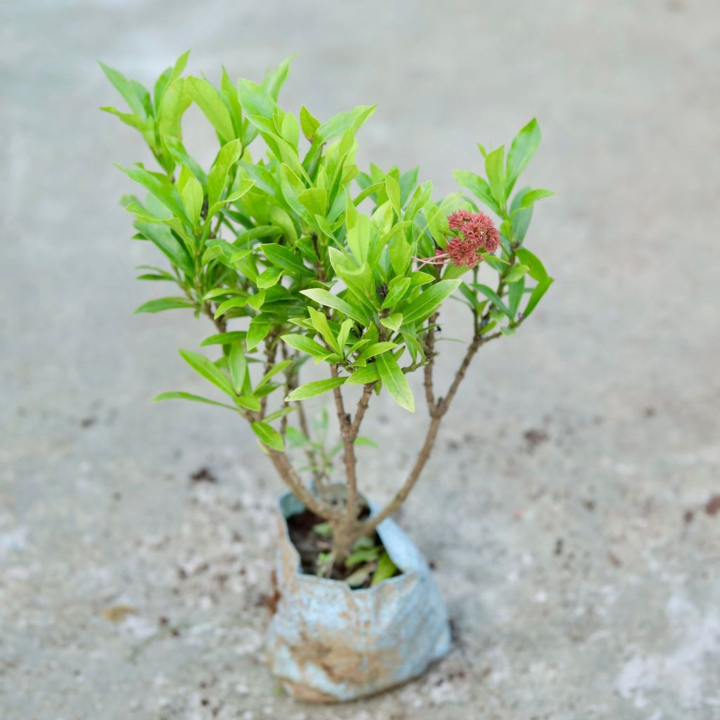 Buy Ixora Miniature (any colour) In 5 Inch Nursery bag Online | Urvann.com Ixora Miniature (any colour) in 5 Inch Nursery bag
