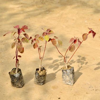 Buy Set of 3 - Euphorbia (Any Colour) in 4 Inch Nursery Bag Online | Urvann.com