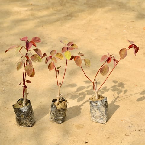 Set of 3 - Euphorbia (Any Colour) in 4 Inch Nursery Bag