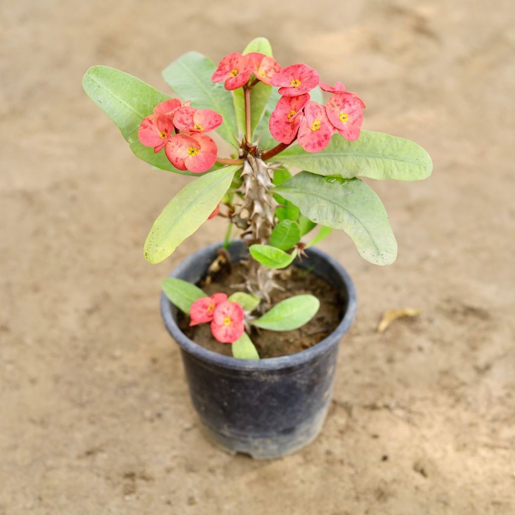 Buy Euphorbia Mili (Any Colour) in 6 Inch Nursery Pot Online | Urvann.com Euphorbia Mili (Any Colour) in 6 Inch Nursery Pot