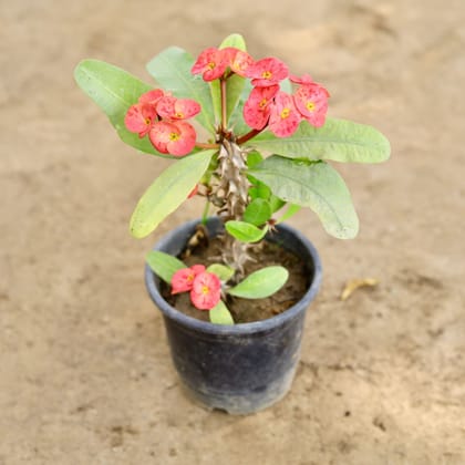 Buy Euphorbia Mili (Any Colour) in 6 Inch Nursery Pot Online | Urvann.com