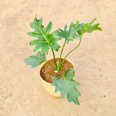 Philodendron Selloum in 6 Inch Beige Marble Premium Orchid Round Plastic Pot