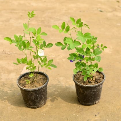 Set of 2 - Aparajita / Asian Pigeonwings (White & Blue) in 6 Inch Nursery Pot Set of 2 - Aparajita / Asian Pigeonwings (White & Blue) in 6 Inch Nursery Pot