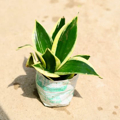 Buy Snake Yellow Dwarf in 4 Inch Nursery Bag Online | Urvann.com