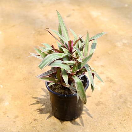 Buy Rhoeo / Durangi in 6 Inch Nursery Pot Online | Urvann.com