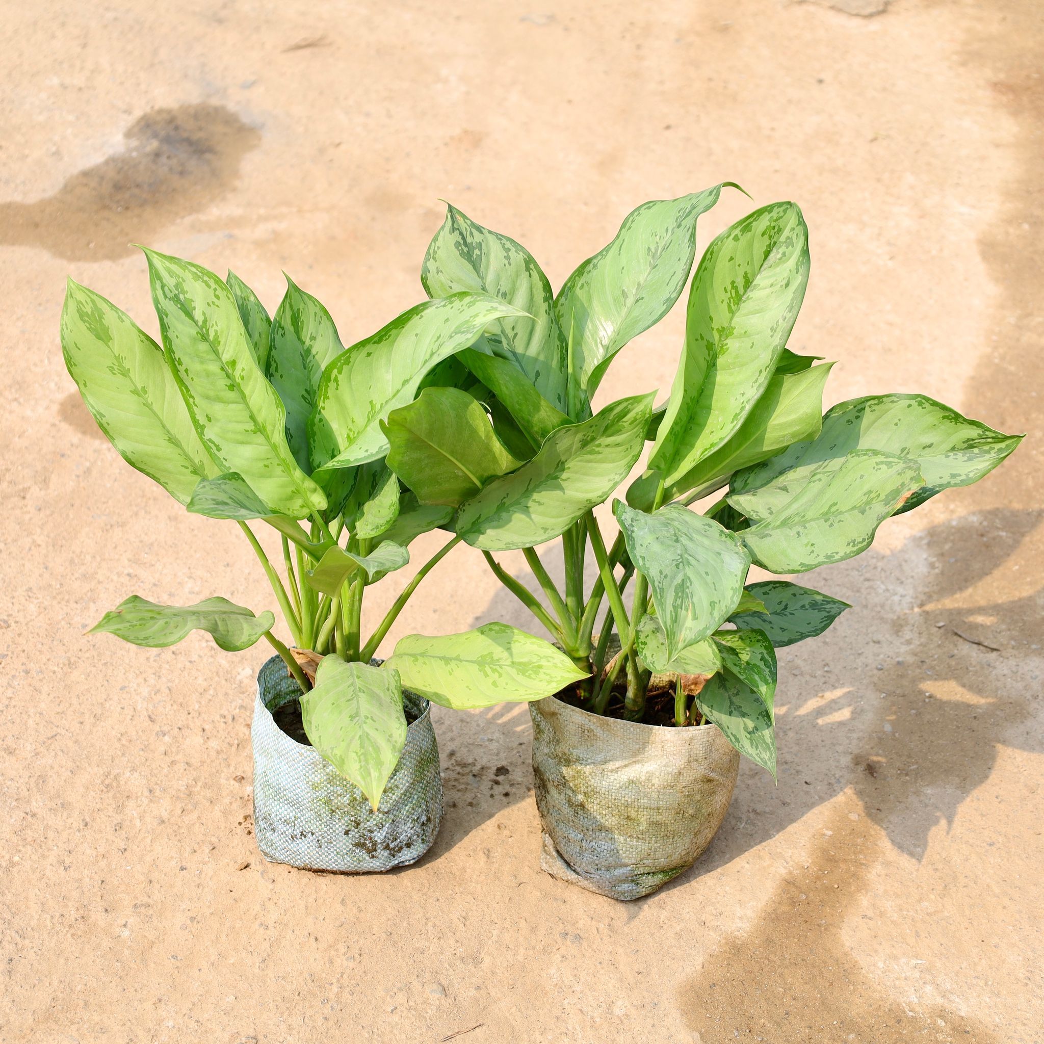Set of 2 - Aglaonema Green in 8 Inch Nursery Bag