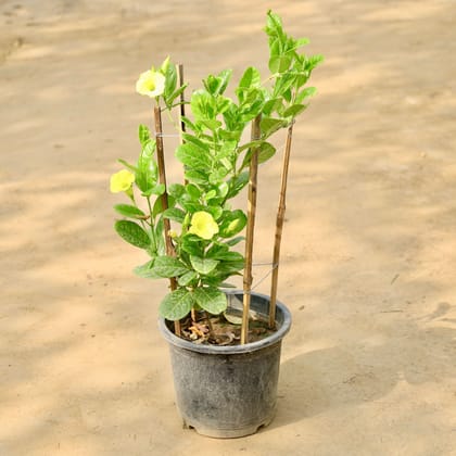 Buy Allamanda Creeper (Any Colour) in 8 Inch Nursery Pot Online | Urvann.com