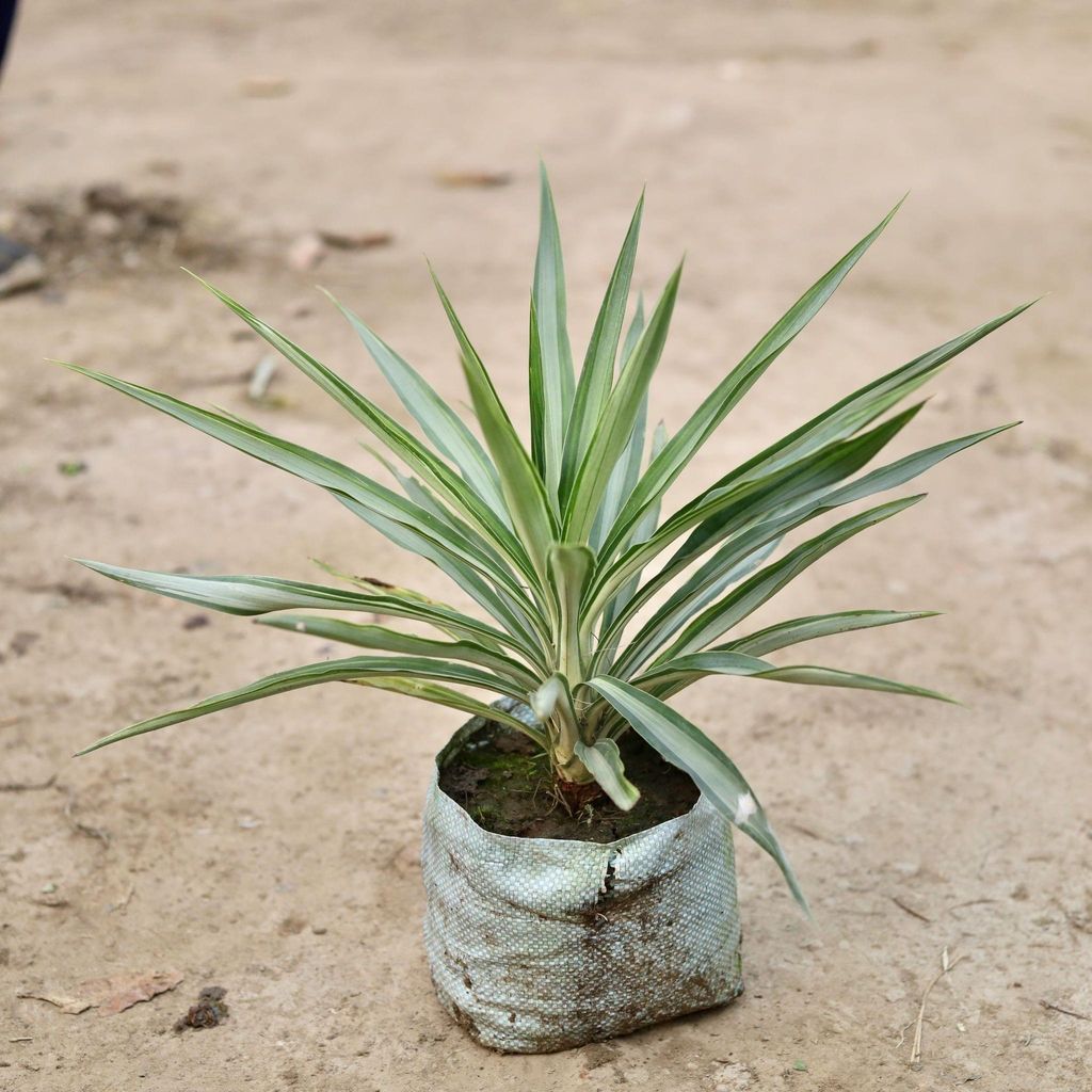 Buy Silver Yucca in 8 Inch Nursery Bag Online | Urvann.com Silver Yucca in 8 Inch Nursery Bag