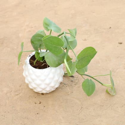 Buy Oxycardium Green in 4 Inch Classy Diamond Designer Ceramic Pot (Any Colour) Online | Urvann.com