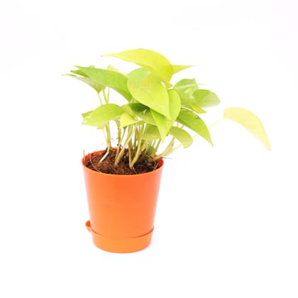 Buy Money Plant Golden in 4 Inch Orange Florence Self Watering Pot Online | Urvann.com