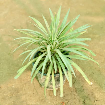 Buy Yucca Aloifolia in 6 Inch Nursery Pot Online | Urvann.com
