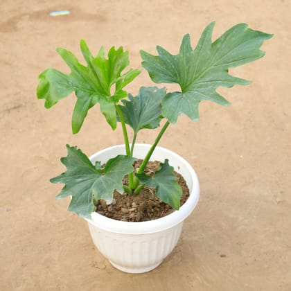 Buy Philodendron Selloum in 10 Inch White Olive Plastic Pot Online | Urvann.com
