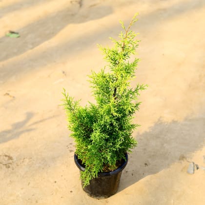 Buy Cypress Golden in 8 Inch Nursery pot Online | Urvann.com