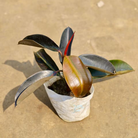 Rubber Plant Black in 7 Inch Nursery bag