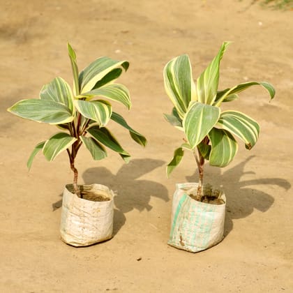 Buy Set of 2 - Dracaena Fragrans in 4 Inch Nursery Bag Online | Urvann.com