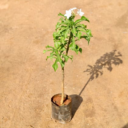 Buy Naag Champa / Plumeria Pudica White in 7 Inch Nursery Bag Online | Urvann.com