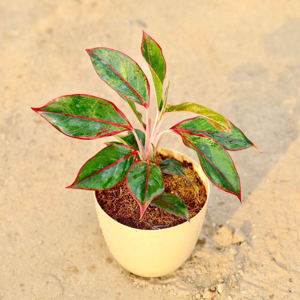 Aglaonema Lipstick in 6 Inch Beige Marble Premium Orchid Round Plastic Pot