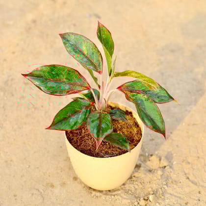 Buy Aglaonema Lipstick in 6 Inch Beige Marble Premium Orchid Round Plastic Pot Online | Urvann.com
