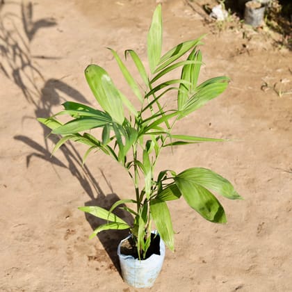 Buy Cane Palm in 7 Inch Nursery Bag Online | Urvann.com