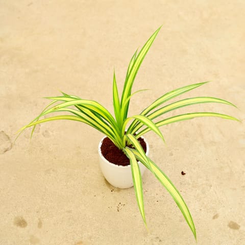Pandanus / Screwpine in 6 Inch Classy White Cup Ceramic Pot