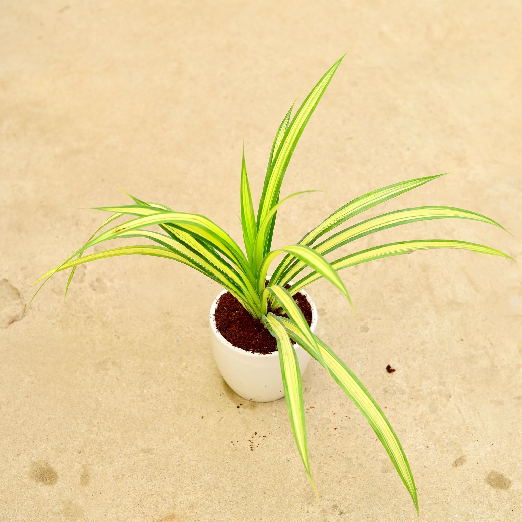 Pandanus / Screwpine in 6 Inch Classy White Cup Ceramic Pot